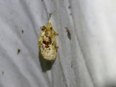 Chalcocelis albiguttatus