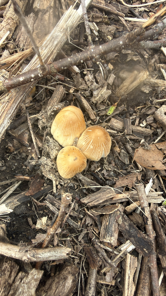 Coprinellus micaceus · April 2026 · photo: © judekesl (iNaturalist, cc-by)