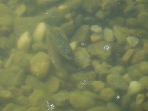 Lepomis gibbosus