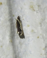 Chaliniastis astrapaea