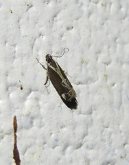 Chaliniastis astrapaea