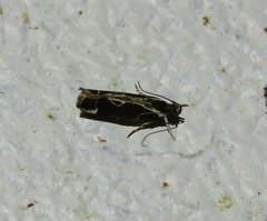 Chaliniastis astrapaea