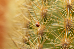 Ruborridion musivum