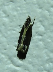 Chaliniastis astrapaea