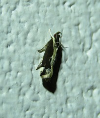 Chaliniastis astrapaea