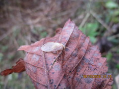 Hemerobius marginatus