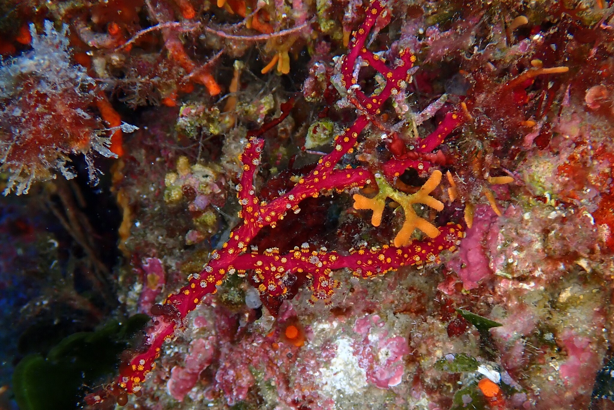 Alcyonium coralloides (Pallas, 1766)