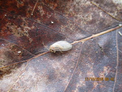 Hemerobius marginatus
