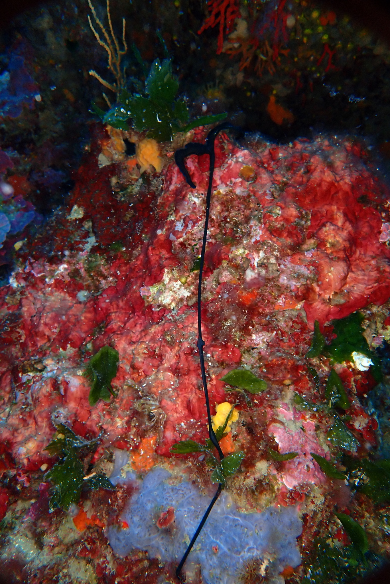 Bonellia viridis Rolando, 1822
