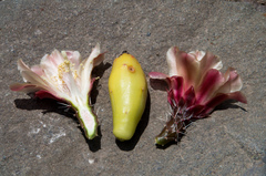 Austrocactus spiniflorus