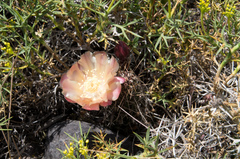 Austrocactus spiniflorus