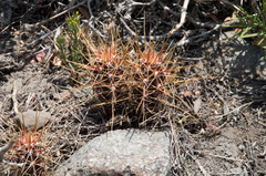 Austrocactus spiniflorus