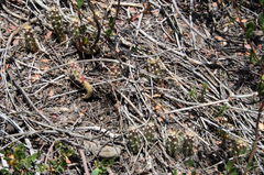 Austrocactus spiniflorus