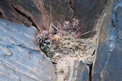 Austrocactus ferrarii