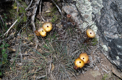 Austrocactus philippii
