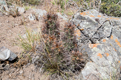 Austrocactus philippii