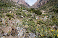 Austrocactus philippii