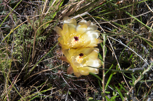 Austrocactus
