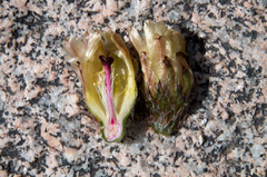 Austrocactus philippii