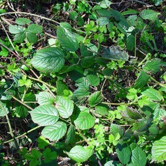 Rubus halsteadensis