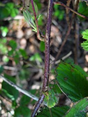 Rubus halsteadensis