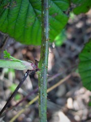 Rubus halsteadensis