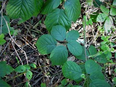 Rubus halsteadensis