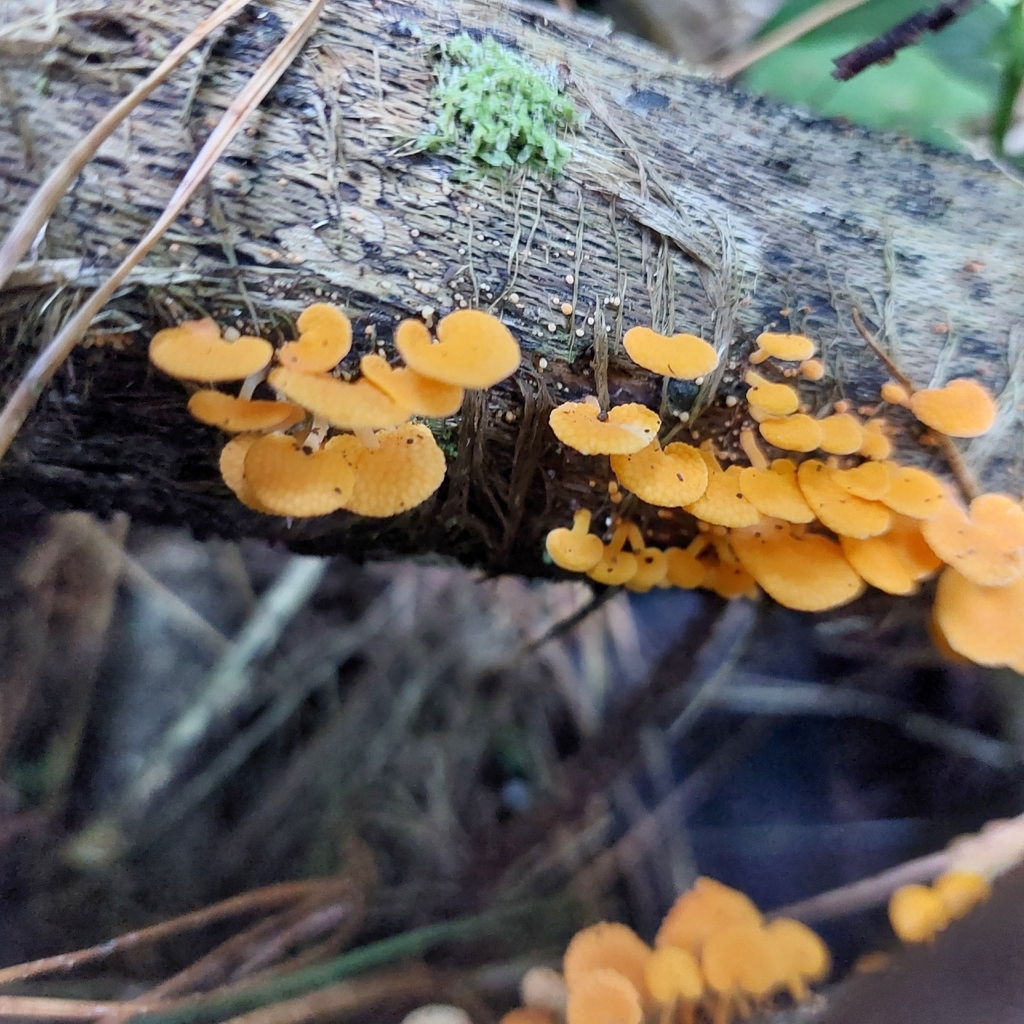 Favolaschia claudopus · April 2026 · photo: © nigel_charman (iNaturalist, cc0)
