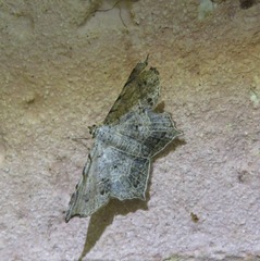 Chiasmia tessellata