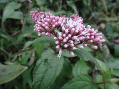 Eupatorium luchuense, photograph 呂一起(Lyu yi-chi), CC BY, iNaturalist via GBIF