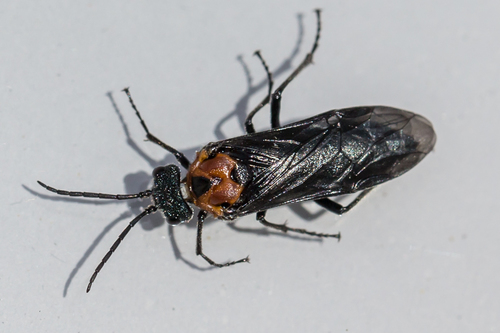 Early Sawfly photo 5