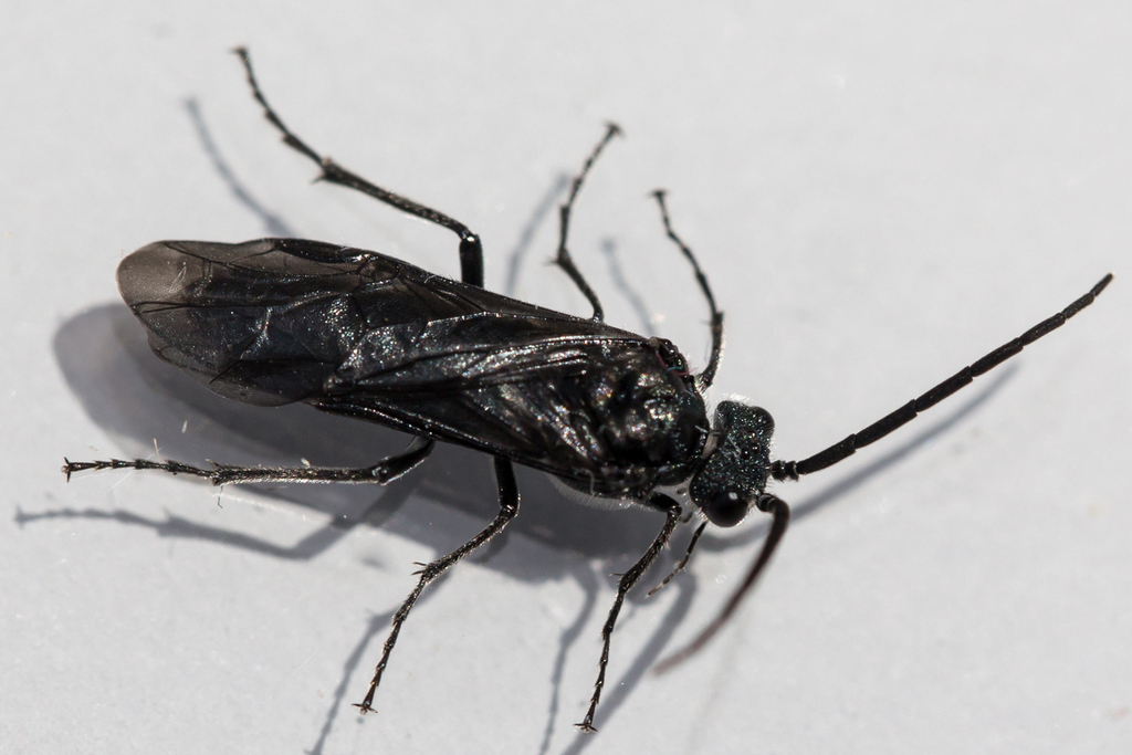 Early Sawfly