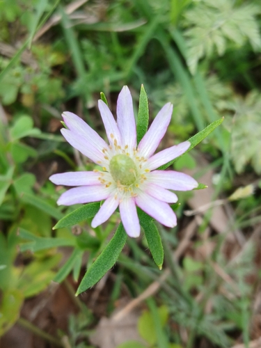 Anemone berlandieri, photograph 3