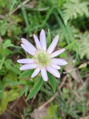 (c) Eleanor Pate, some rights reserved (CC BY) Anemone berlandieri, photograph (c) Eleanor Pate, some rights reserved (CC BY)