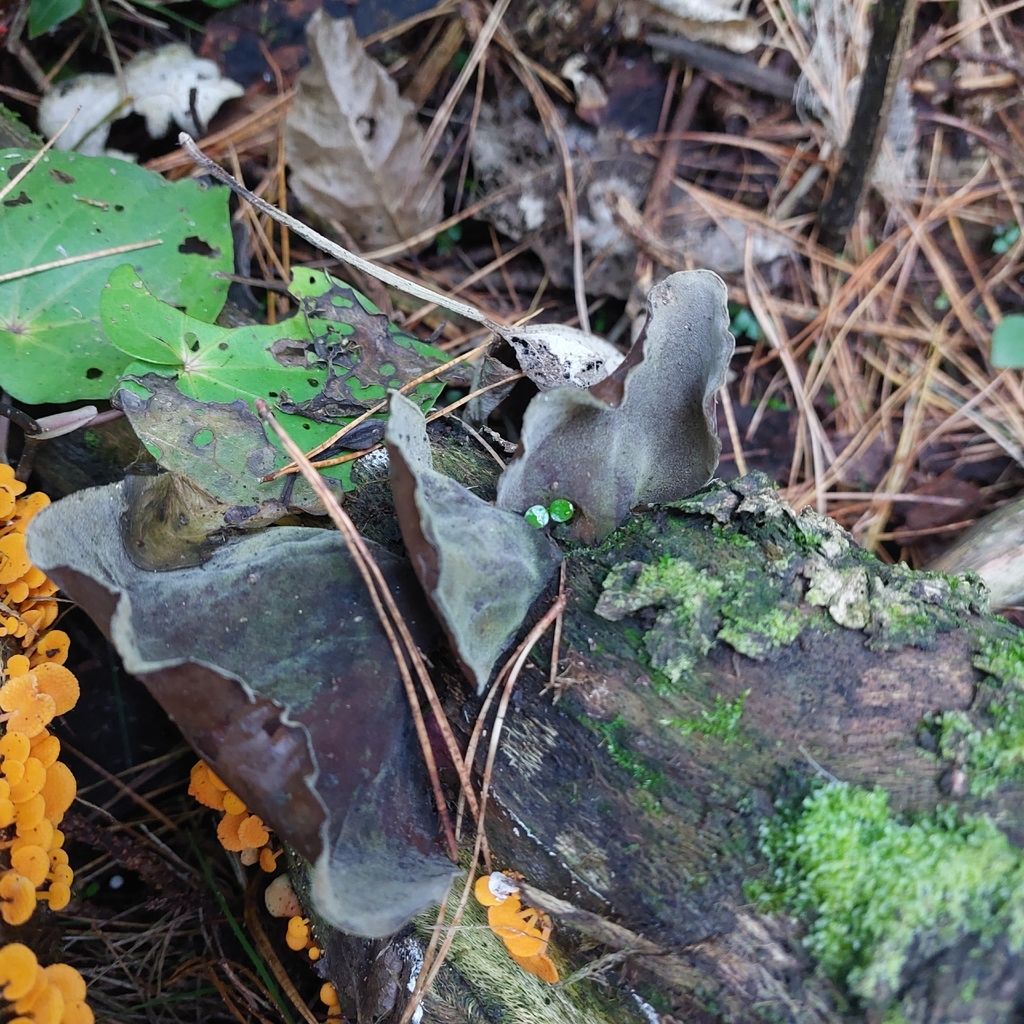 Auricularia cornea · April 2026 · photo: © nigel_charman (iNaturalist, cc0)