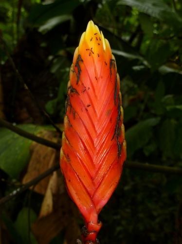Heliconia episcopalis