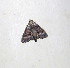 Chlumetia euthysticha
