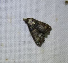 Chlumetia euthysticha