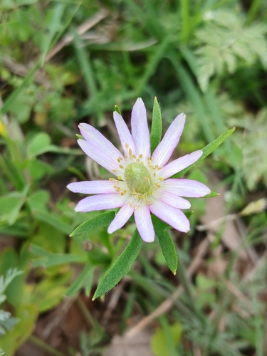 Anemone berlandieri, photograph 4