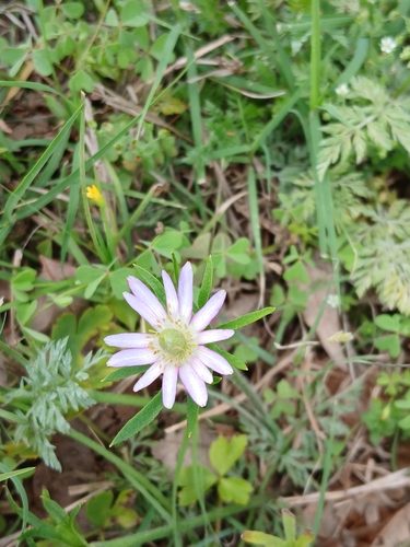 Anemone berlandieri, photograph 5