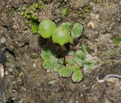 Asterella palmeri