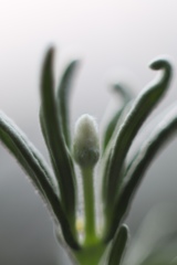 Lavandula angustifolia