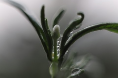 Lavandula angustifolia