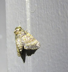 Chlumetia transversa