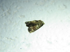 Chlumetia transversa