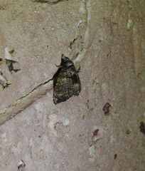 Chlumetia transversa