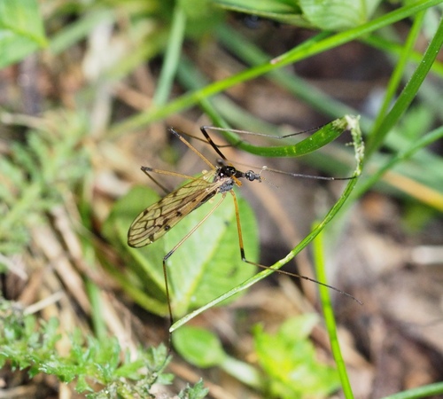 Limonia pannonica