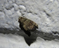 Chlumetia transversa