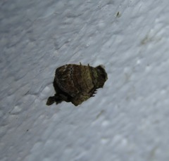 Chlumetia transversa