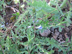 Veronica multifida